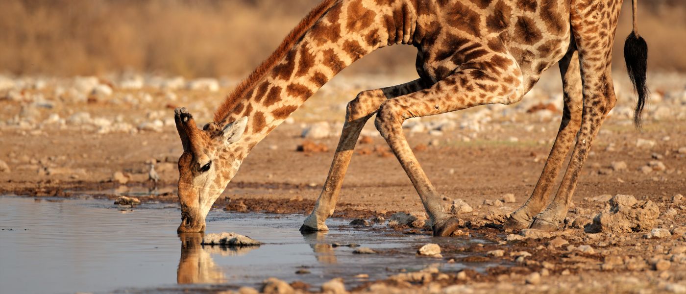 Bushbundu Car Rental in Windhoek Namibia - blog image of geraffe drinking water